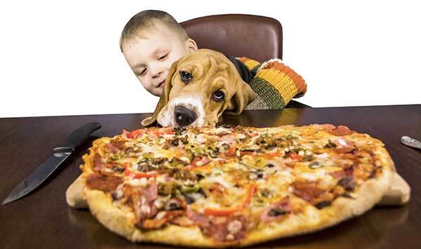 Beagle dog eating pizza