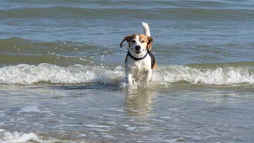 beagle dog swimming