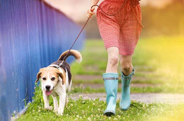 beagle dog walking with his owner