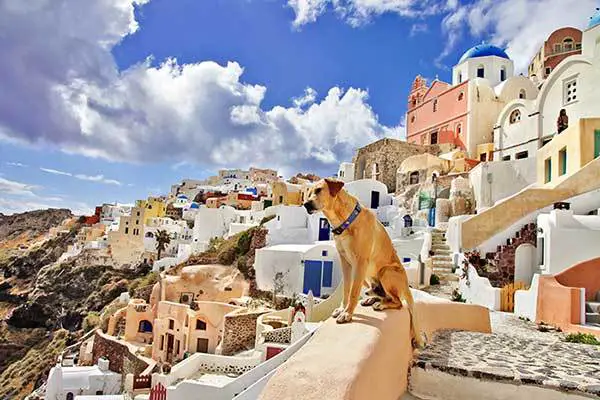 dog in Greece