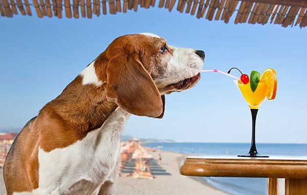 dog drinking orange juice at the beach 