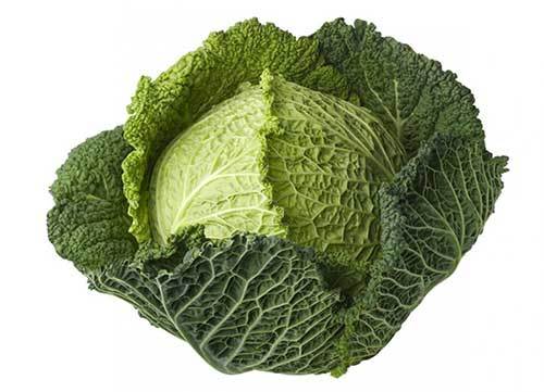 big green cabbage