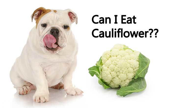 Dogs and cauliflower
