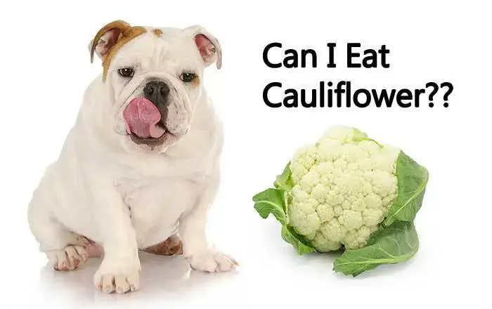 can a dog eat broccoli and cauliflower