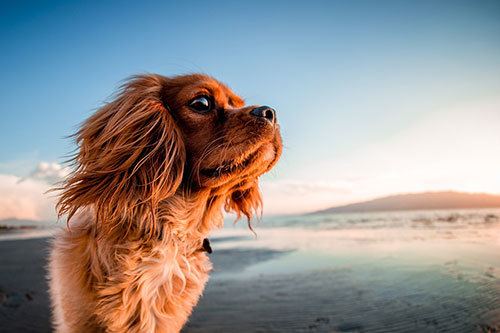 cavalier king charles spaniel at beach