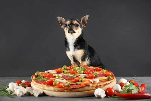 Chihuahua-Hund und Olivenpizza