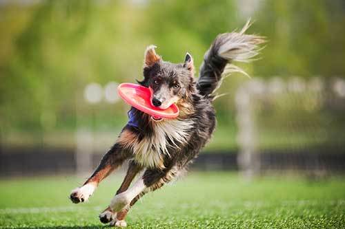 border collie dog brings flying disc