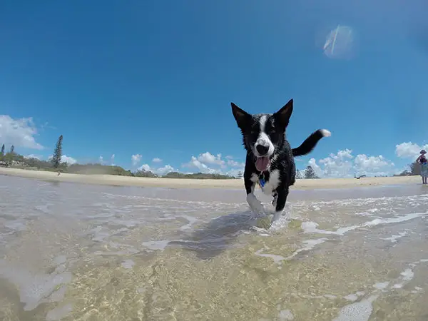 Happy dog running summer time at the beach