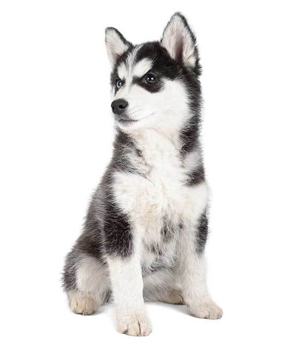 Adorable Siberian Husky Puppy