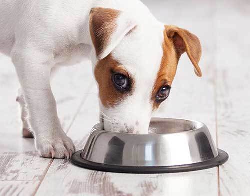 cute dog eating his food