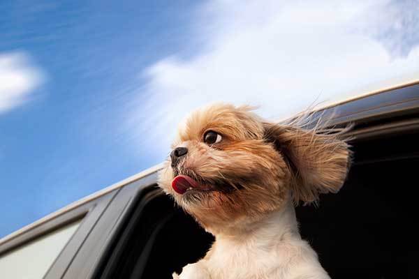 happy dog in a car going to vacation