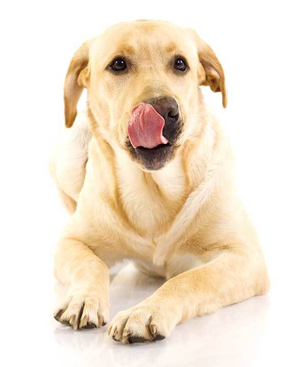 dog licking his mouth