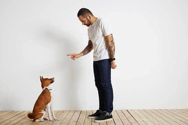 a cute dog with dog trainer