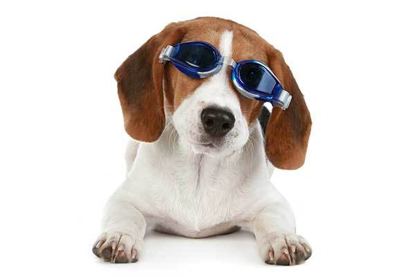 funny beagle with blue glasses