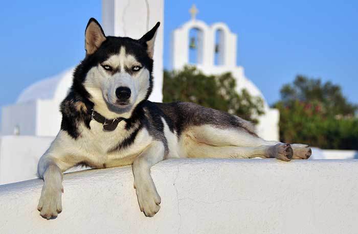 Greek dog names