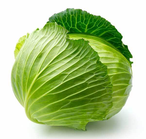 green cabbage for dogs