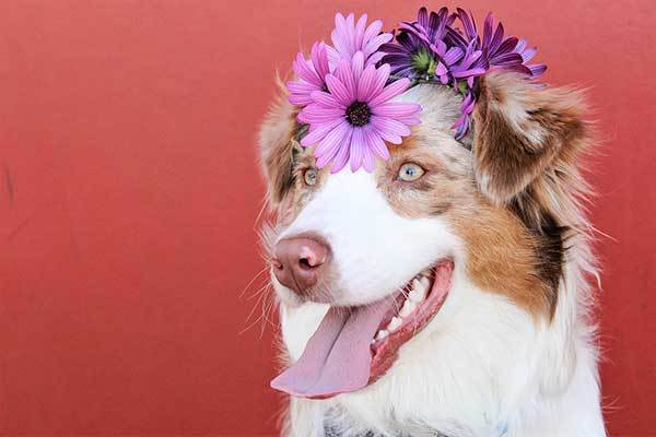 Hawaiian names for female dogs