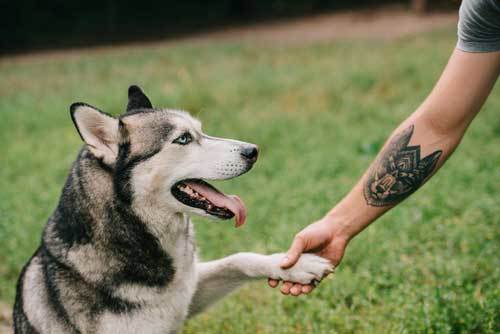 Siberian husky with his owner