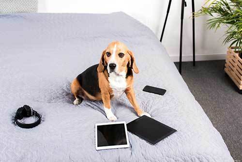 Beagle dog on bed with tablets