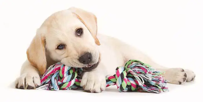 Labrador Retriever Puppy Biting His Toy