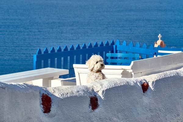 a cute small dog in Greece