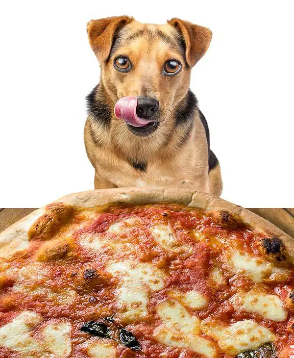 pizza para perros