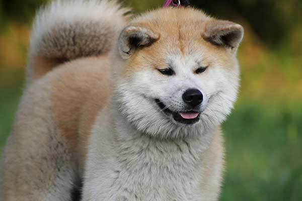 Japanese Akita Dog