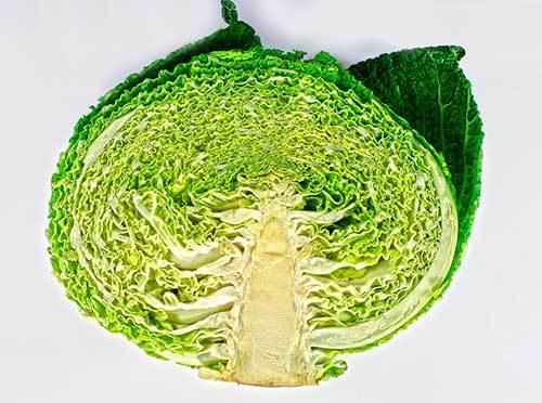 Savoy Cabbage in Half