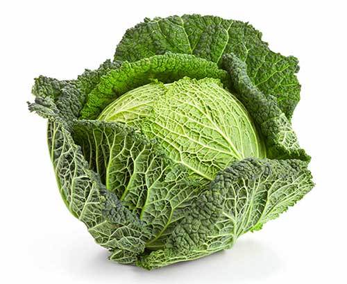 savoy cabbage