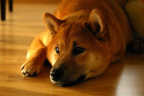 a calm Shiba Inu dog