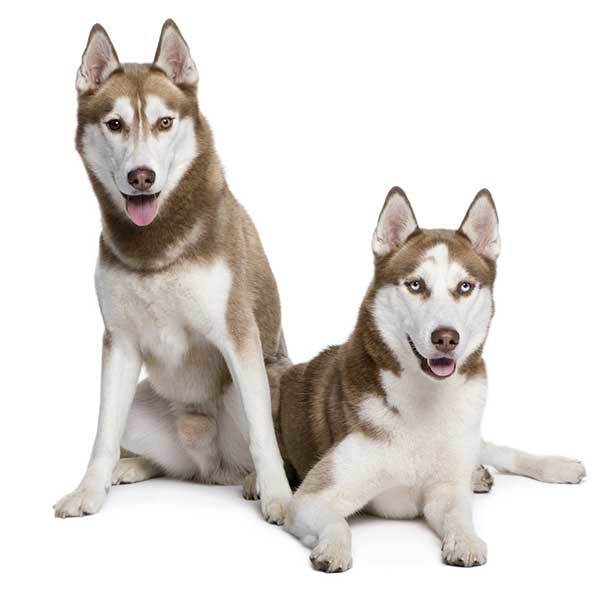 zwei Siberian Husky Hunde