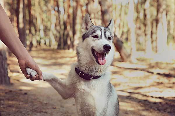 Siberian Husky in the Park