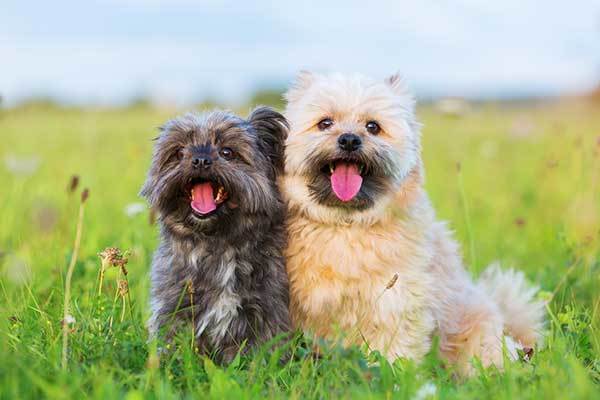 Two Havanese Hybrid dogs