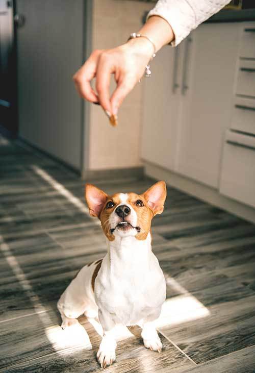 training jack russell dog with treats