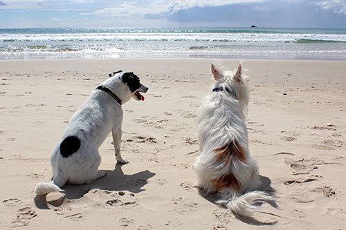 2 cute dogs at the beach summer time