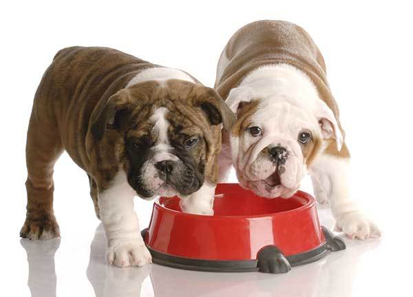 nine weeks old English bulldog puppies eating from their red food dish