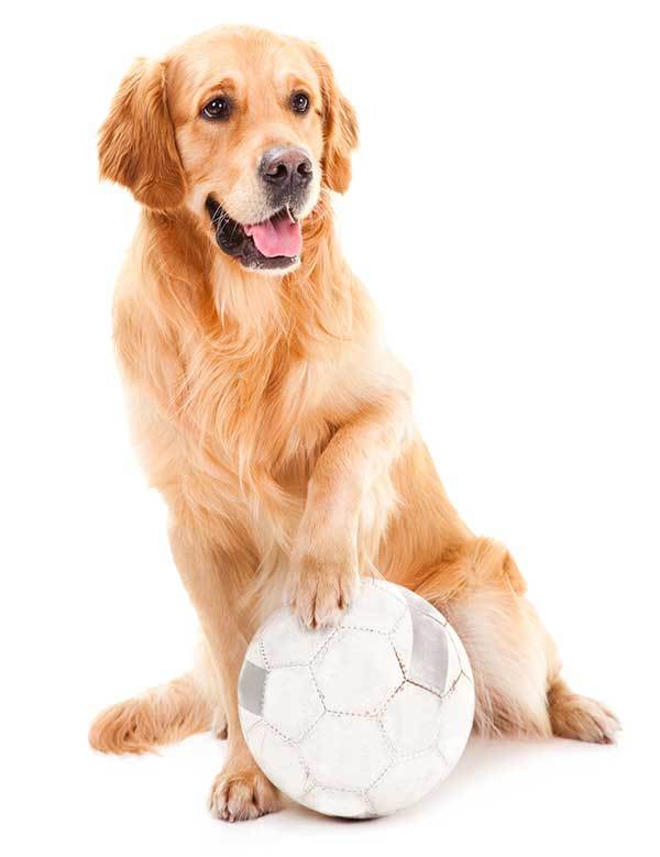 Golden Retriever dog Playing with a ball