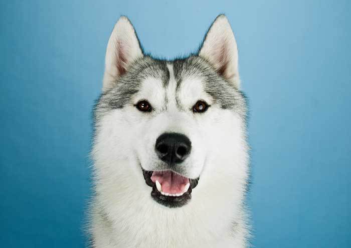 Why are Huskies so Vocal?