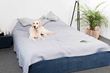 Why Does My Dog Pee On My Bed? Here's How I Stopped It...