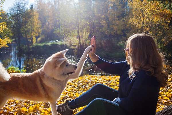 Akita Inu with young woman