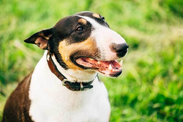 Bull terrier Dog Portrait