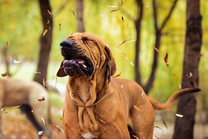 Why do Dogs Sneeze when they Play?