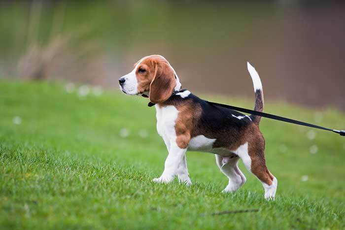 beagle dog in the park