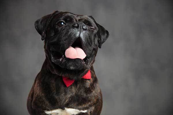 black boxer dog sneezing