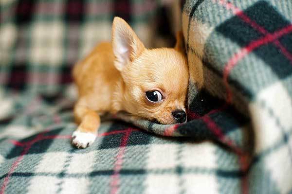 cute chihuahua puppy