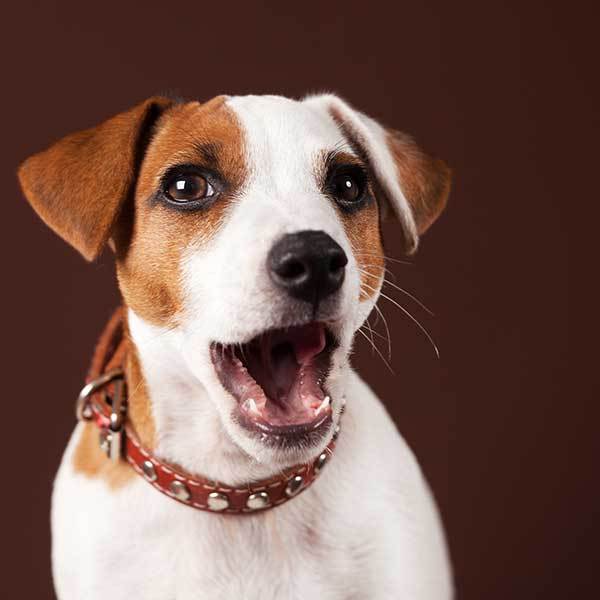 cute dog sneezing