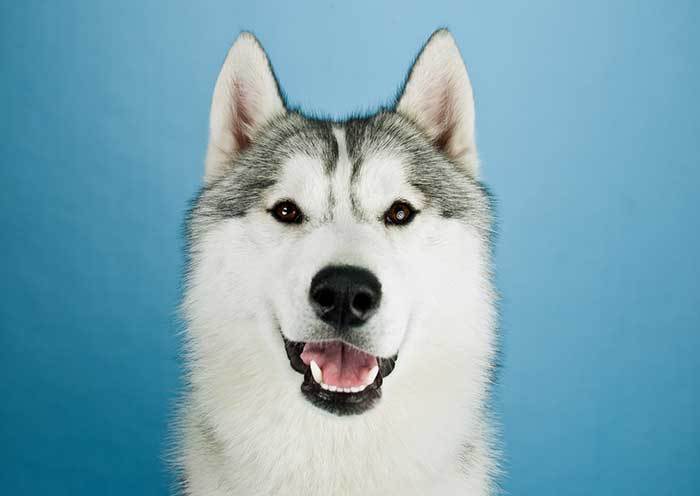 husky dog laughing