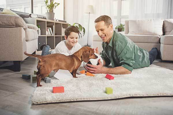 cute dachshund dog playing with his family