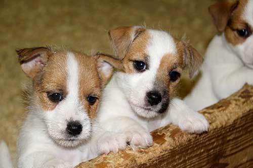 3 cute jack russell puppies