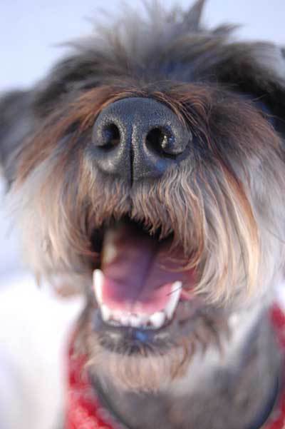 adorable puppy sneezing